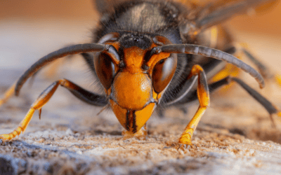 Frelon asiatique : Gérez la pression et sauvez vos colonies d’abeilles