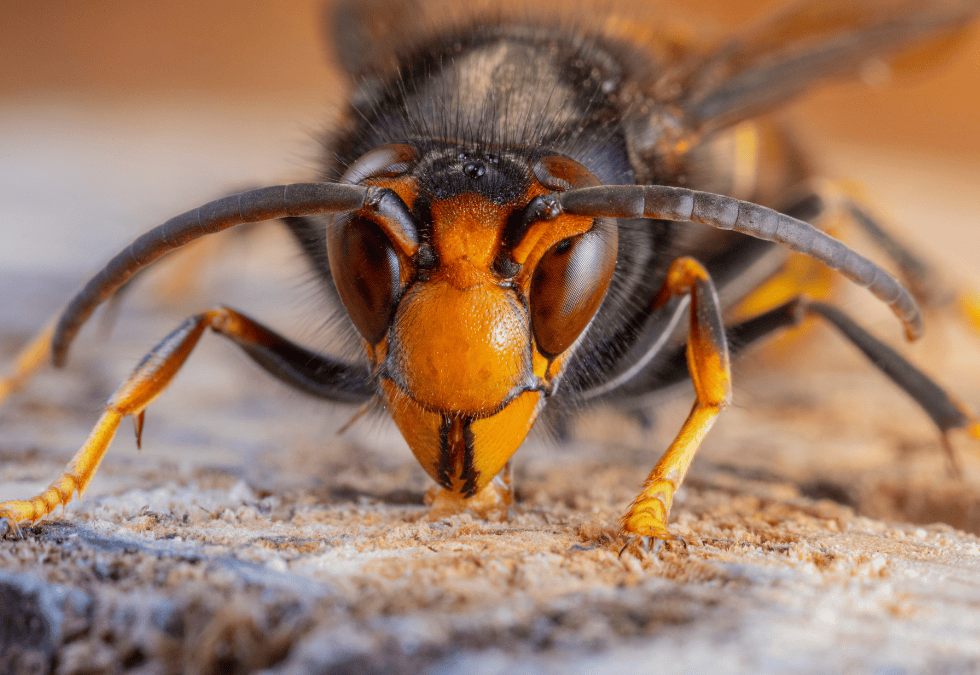 Frelon asiatique : Gérez la pression et sauvez vos colonies d’abeilles
