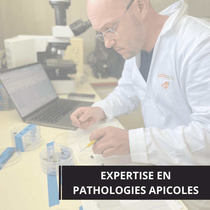 Expertise-pathologies-apicoles-Apinov