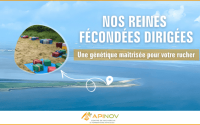 Reine F0 fécondée dirigée : une génétique maîtrisée pour votre rucher