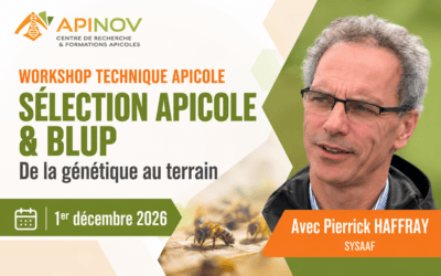 Sélection apicole et BLUP : de la génétique au terrain